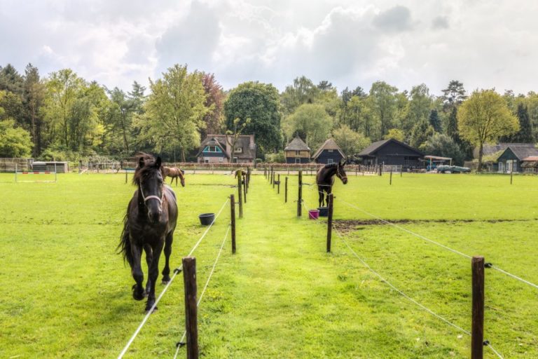 WoudStee paardenstal weidegang veluwe overnachten met paard