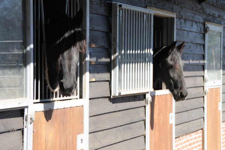 WoudStee paardenstallen luxe vakantie op de veluwe overnachten met paard