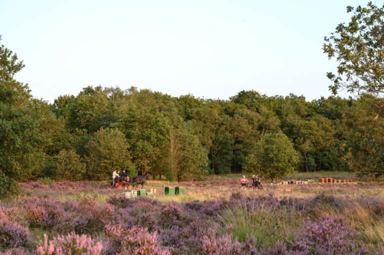 Bloeiende heide op de Renderklippen