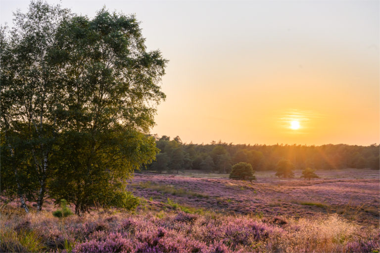 Bloeiende heide in natuurgebied De Renderklippen