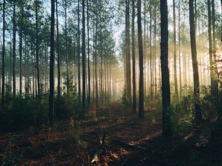 Eindeloze bossen bij WoudStee op de Veluwe