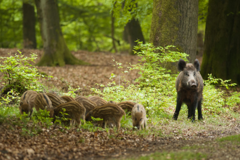 Een everzwijn met haar biggen op de Veluwe