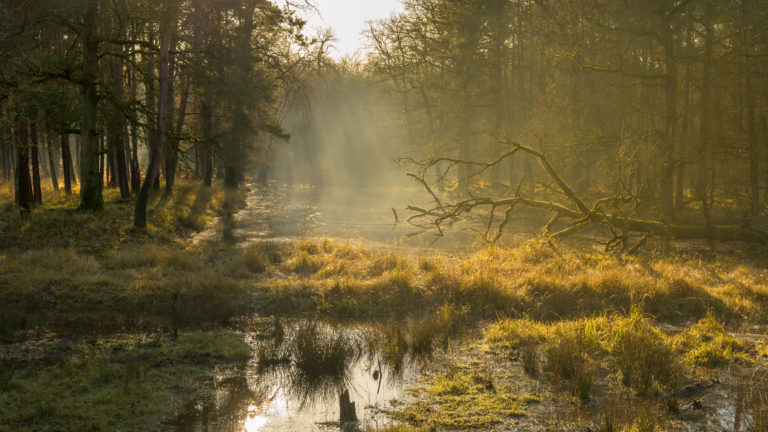 Door de bomen van de Veluwe schijnt van grote hoogte het zonlicht op het water