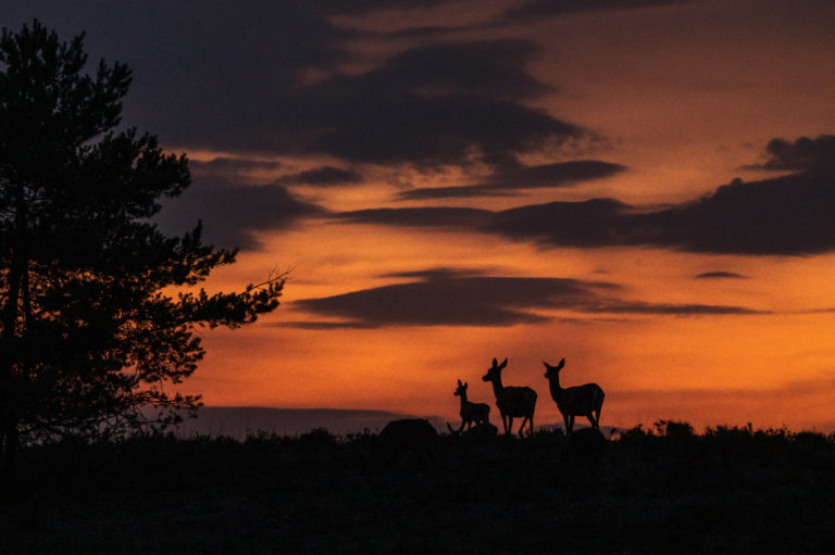 Tijdens zonsondergang komt het kaalwild op de Veluwe tevoorschijn