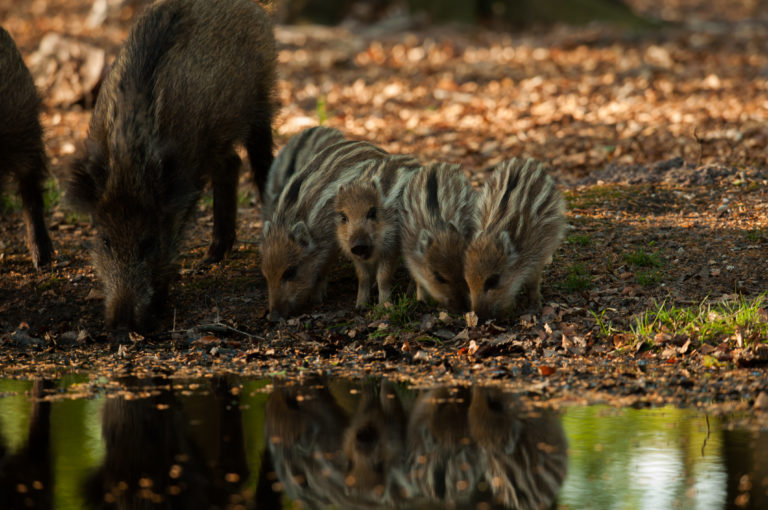 Wildzwijnbiggen op de Veluwe
