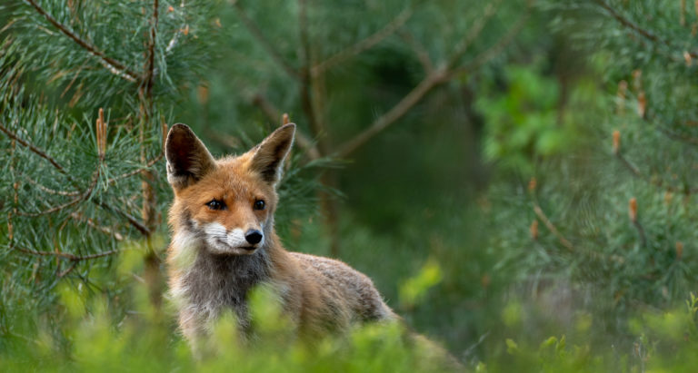 Een nieuwsgierig vosje op de Veluwe