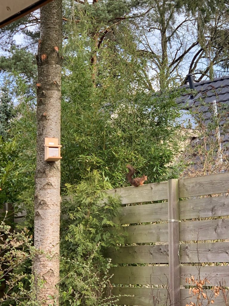 Een eekhoorntje bij WoudStee Cornelia