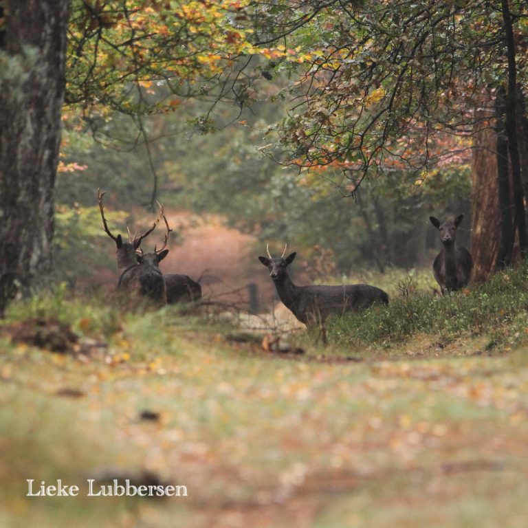 Spot herten tijdens je vakantie bij WoudStee