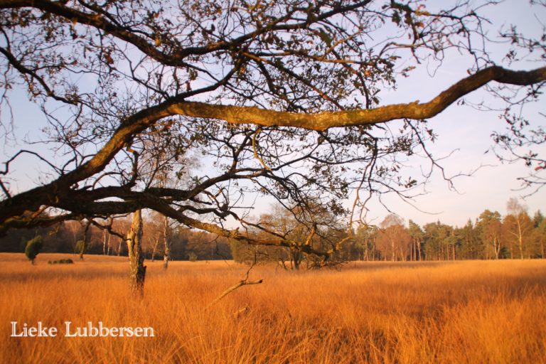 Geniet van eindeloze natuur op de Veluwe bij WoudStee