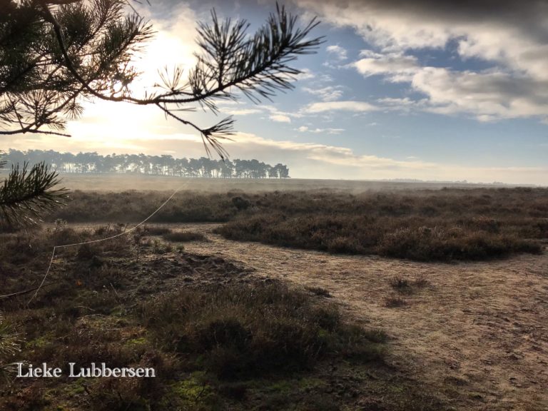 De hei in tijdens je vakantie bij WoudStee
