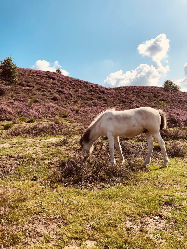 Met eigen paard op vakantie op de Veluwe