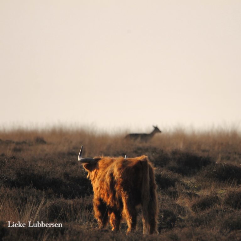 Spot Schotse hooglanders tijdens je vakantie bij WoudStee