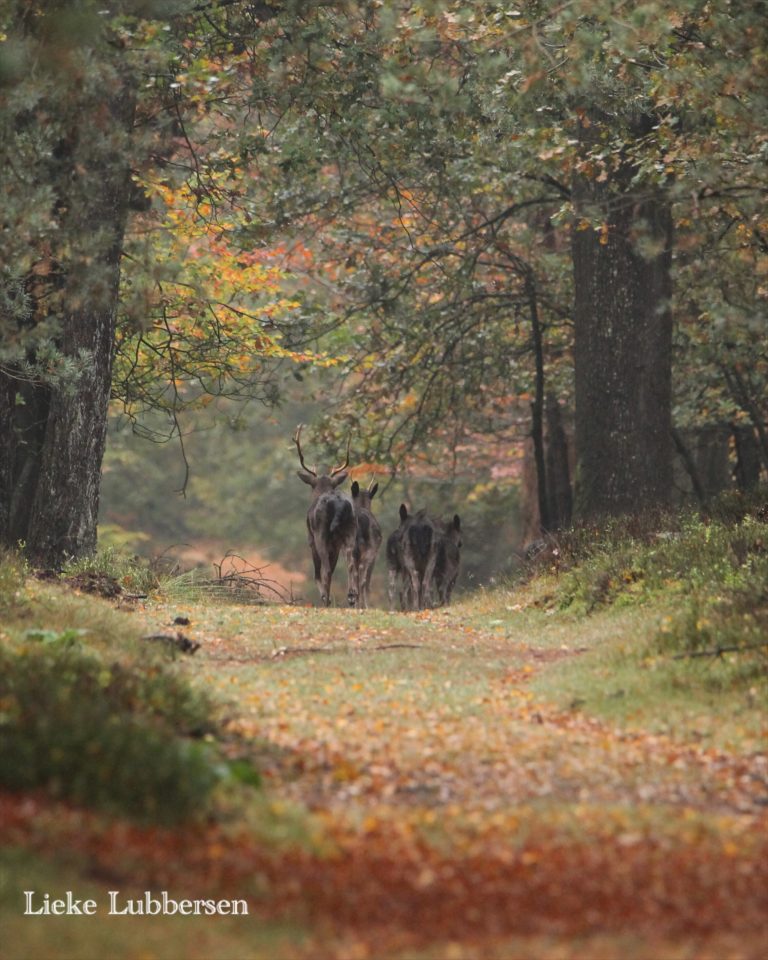 Het bos in tijdens je vakantie bij WoudStee