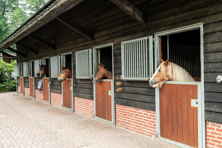 Antonia paardenstallen met paarden bij Woudstee