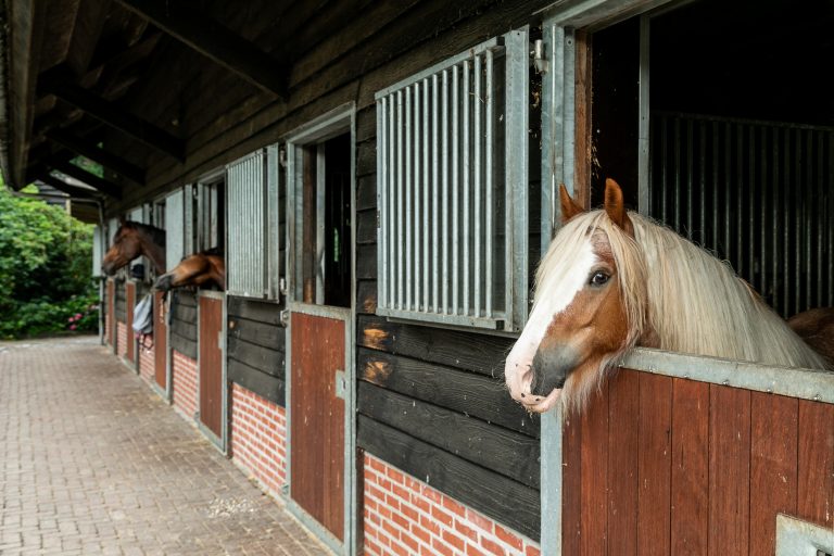 Antonia paardenstallen met paarden bij Woudstee