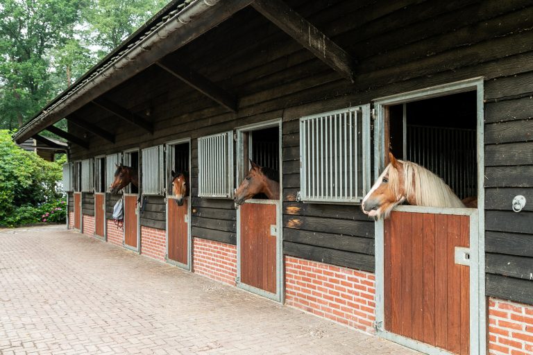 Antonia paardenstallen met paarden bij Woudstee