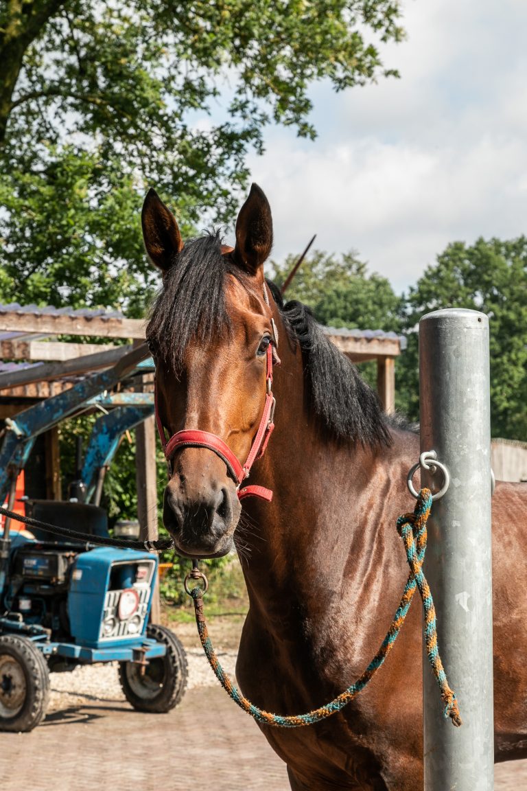 Paard bij Antonia Woudstee