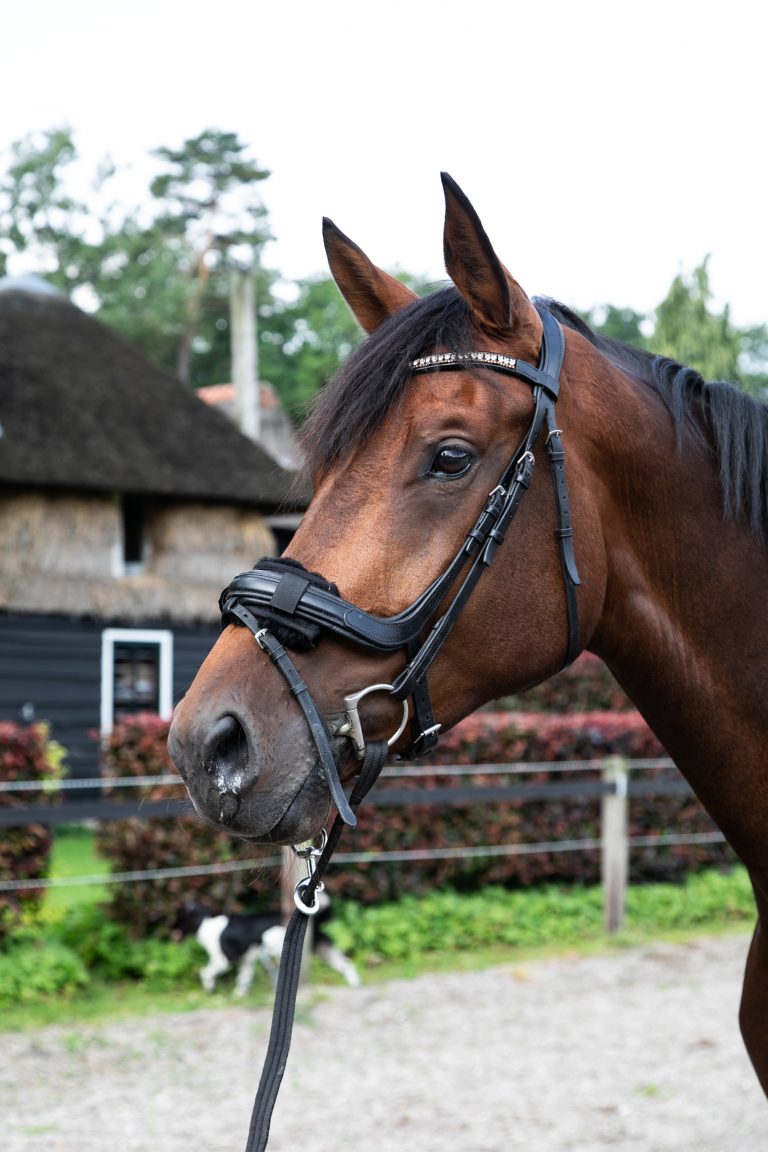 Paard bij Antonia Woudstee