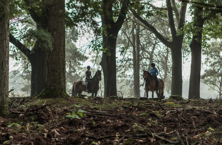 WoudStee paardrijden vakantie eigen paard veluwe epe