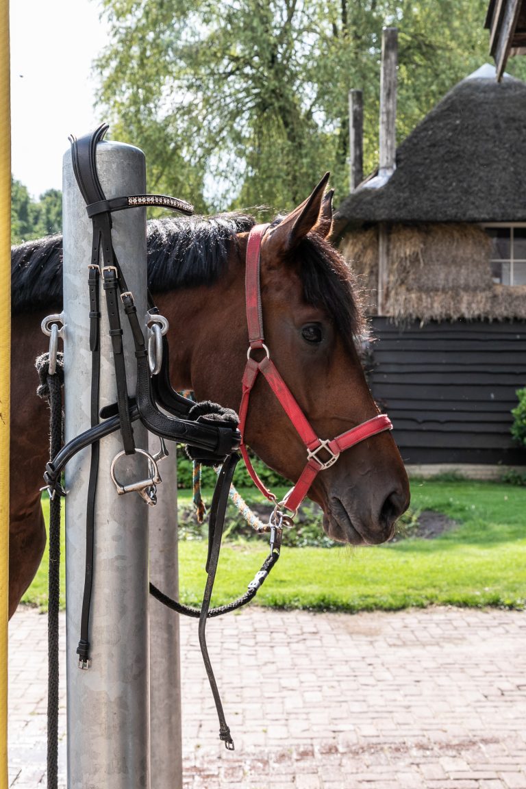 Paard bij Antonia Woudstee