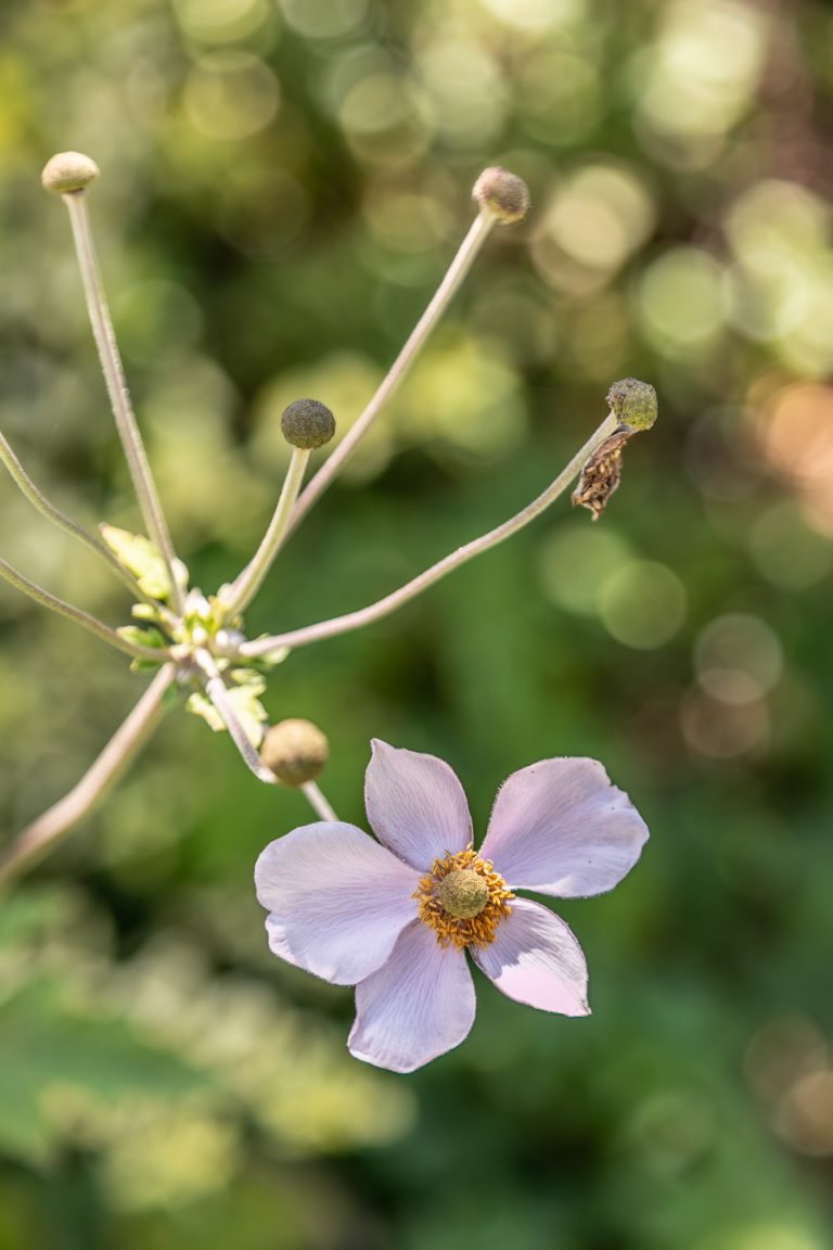 Heerlijke Natuurhuisje in Epe aan de Sprengenweg 75