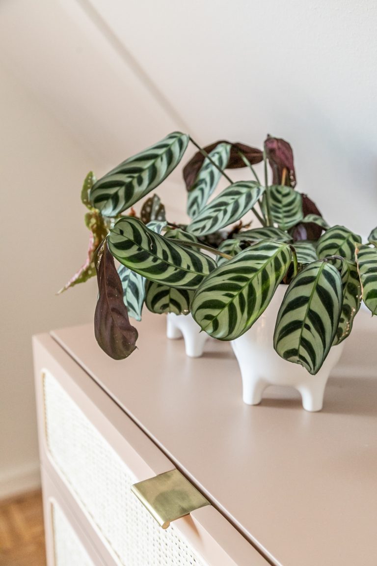 Slaapkamer van Hendrika details plantje