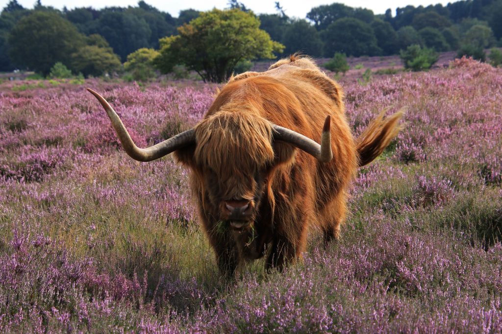 Spot een Schotse Hooglander op je vakantie bij WoudStee op de Veluwe