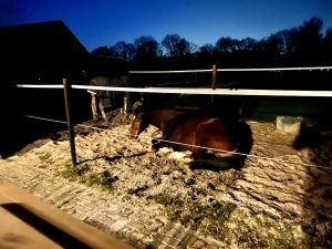 Mag mijn paard buiten blijven?