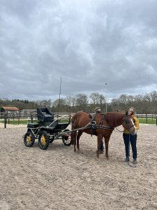 Door de Veluwe met je menwagen of koets rijden bij WoudStee